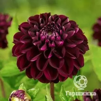 Георгина Дарк Спирит шаровидная