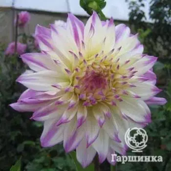 Георгина Фернклифф Иллюжн декоративная