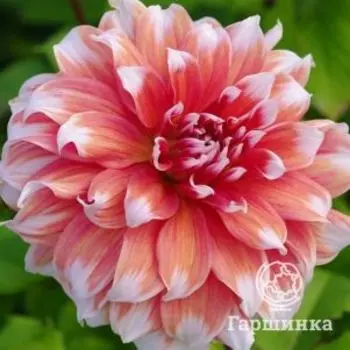 Георгина Фрост Нип (МАКСИ) декоративная