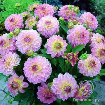 Георгина Геллери Ля Тур