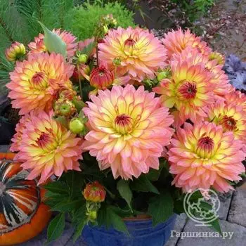 Георгина Геллери Пабло