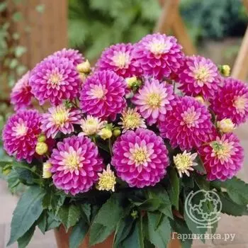 Георгина Геллери Рембрандт бордюрная