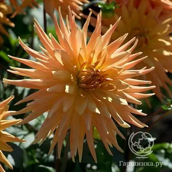 Георгина Голд Кроун кактусовидная