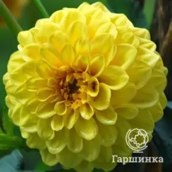 Георгина Голден Септер шаровидная