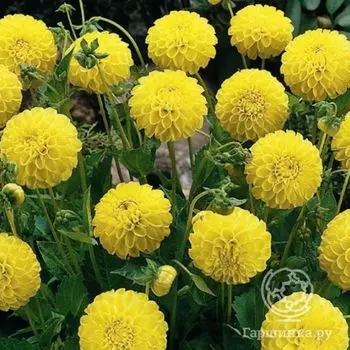 Георгина Голден Тач