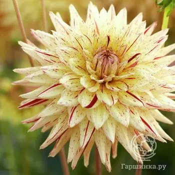 Георгина Хай Пименто