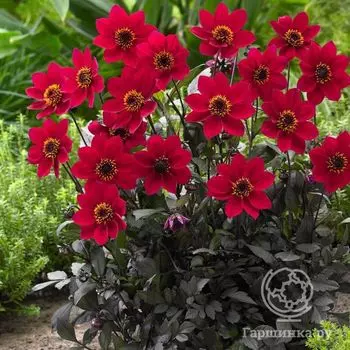 Георгина Хэппи Дэйз Черри Ред