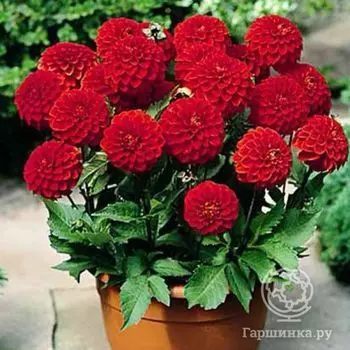 Георгина Хитвейв