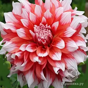 Георгина Холланд Фестиваль (МАКСИ)