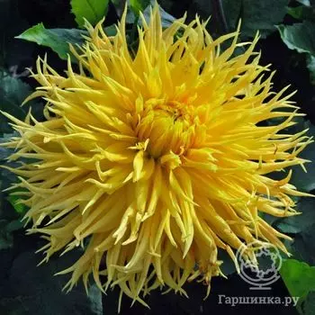 Георгина Энкор бахромчатая