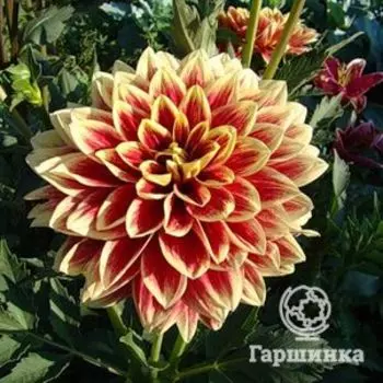 Георгина Кабальеро декоративная