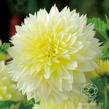 Георгина Канари Фубуки декоративная