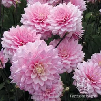 Георгина Карма Просперо