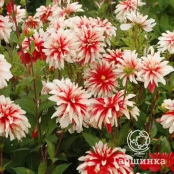 Георгина Катчинг Файр декоративная