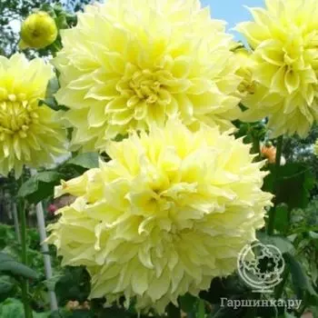 Георгина Кельвин Флудлайт (МАКСИ) декоративная