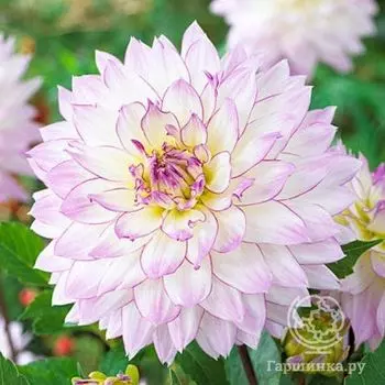 Георгина Крейзи Лав декоративная