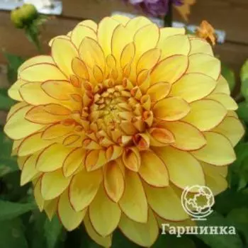 Георгина Лейк Онтарио декоративная