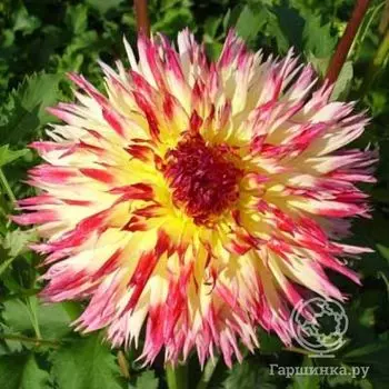 Георгина Линдси Мишель