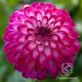 Георгина Литл Роберт шаровидная