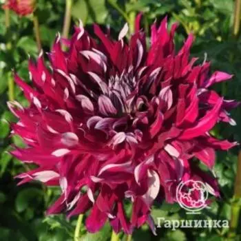 Георгина Май Хироу декоративная