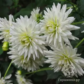 Георгина Май Лав кактусовидная