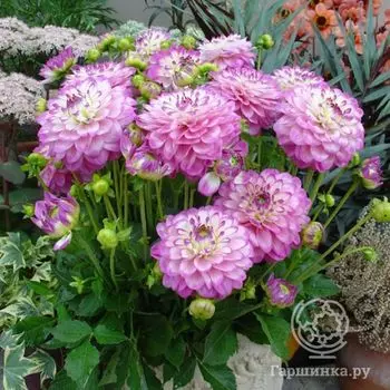 Георгина Мелоди Дикси бордюрная