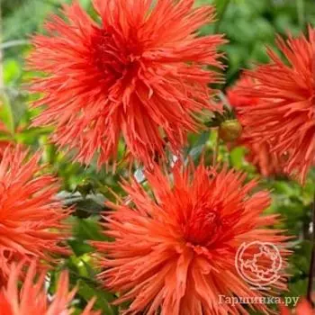 Георгина Мелз Оранж Мармелад