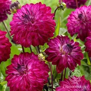 Георгина Мерло Меджик