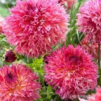 Георгина Мертис Фолли бахромчатая