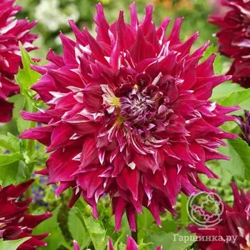 Георгина Миф