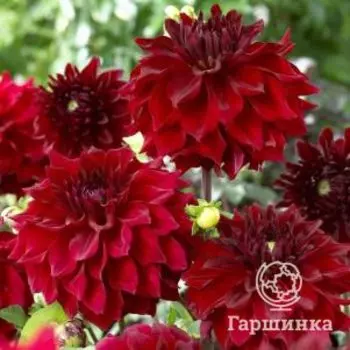 Георгина Мингус Алекс (МАКСИ) декоративная