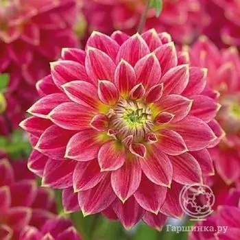 Георгина Мистер Оптимист декоративная