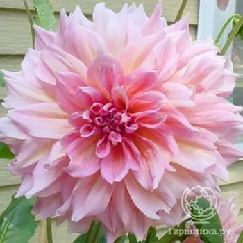 Георгина Отто Трил (МАКСИ)