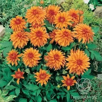 Георгина Отумн Фейри