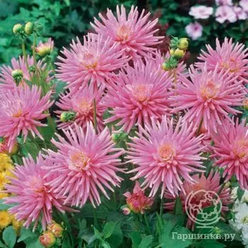 Георгина Парк Принцесс бордюрная