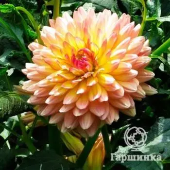 Георгина Пичес энд Крим декоративная