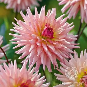 Георгина Преферанс