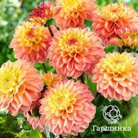 Георгина Принцесса Элизабет