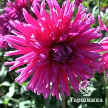 Георгина Пурпл Джем кактусовая
