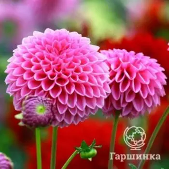 Георгина Сандра шаровидная