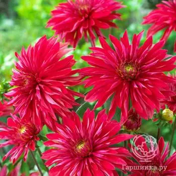 Георгина Селина