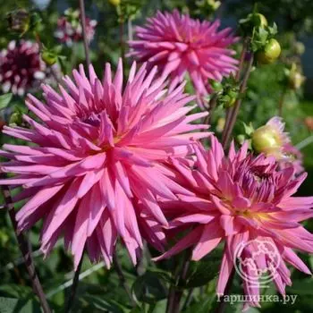 Георгина Шугар Даймонд