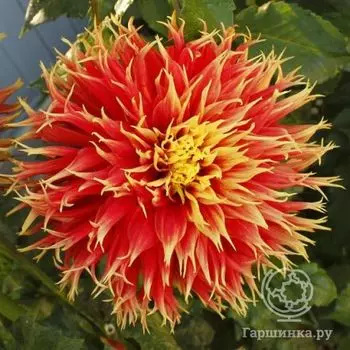 Георгина Сноу Эн Телл бахромчатая