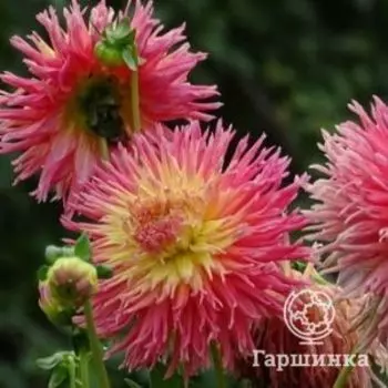 Георгина Стар Элит кактусовая