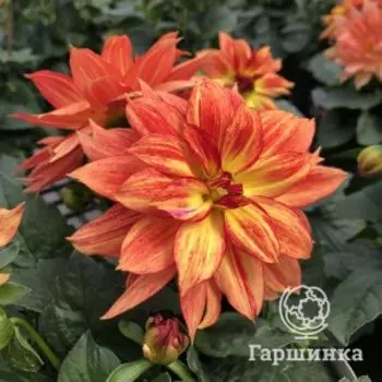 Георгина Табаско