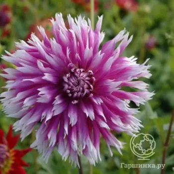 Георгина Тэйбл Данс бахромчатая