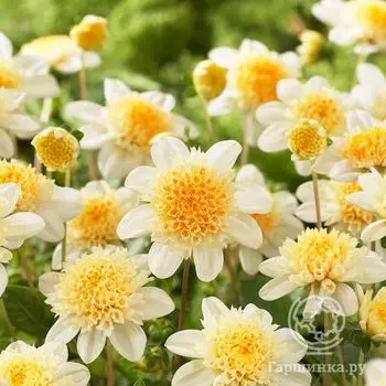 Георгина Тото анемовидная