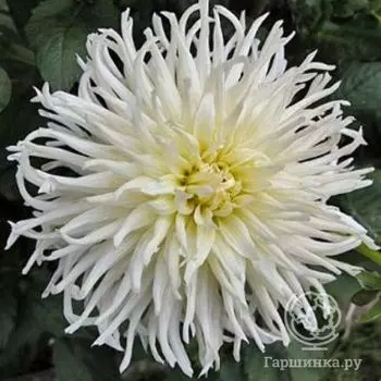 Георгина Вайт Стар