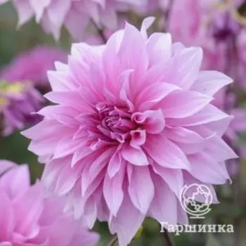 Георгина Вавилон Лила декоративная