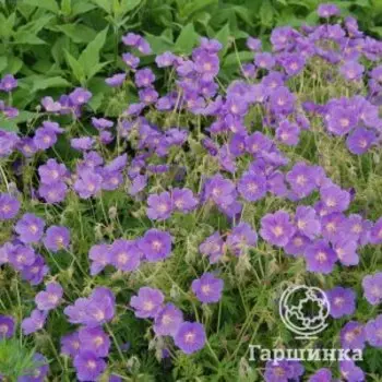 Герань гибридная Орион